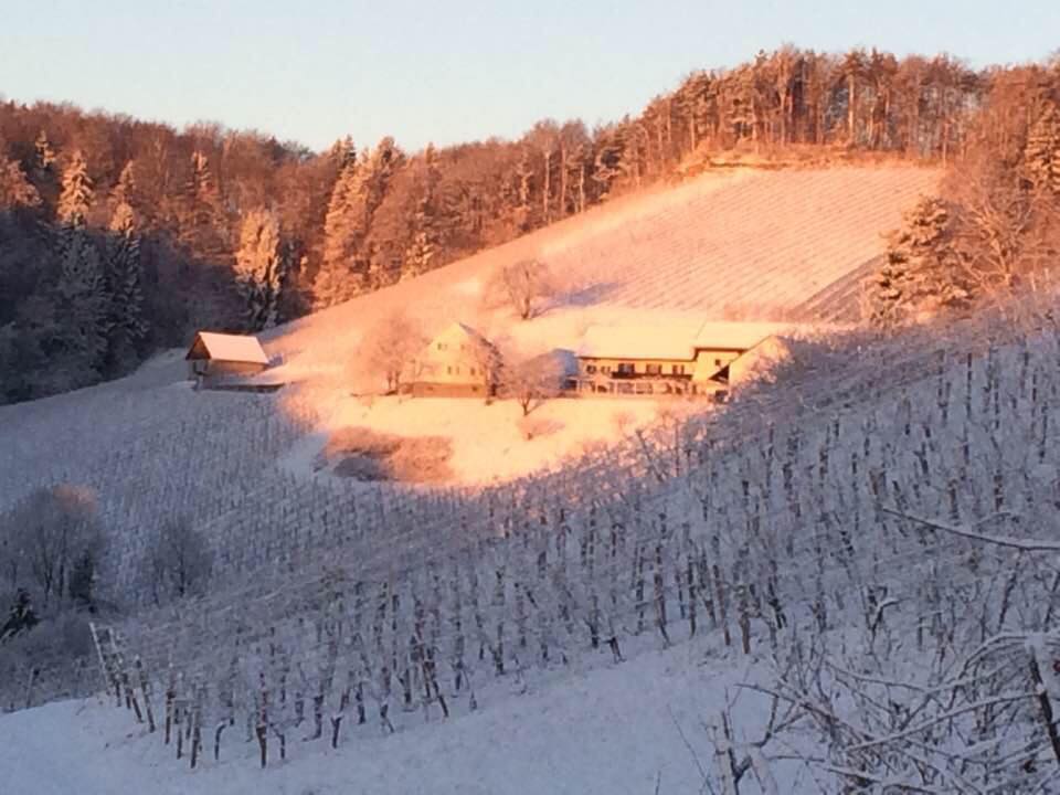 austrian wine osztrák bor ausztria borai steiermark hannes sabathi sauvignon blanc kranachberg