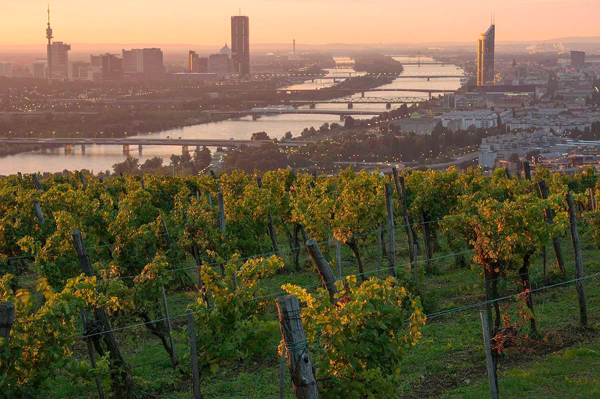 austrian wine osztrák bor ausztria borai wien bécs wieninger chardonnay pinot noir grüner veltliner zöldveltelini riesling rajnai rizling