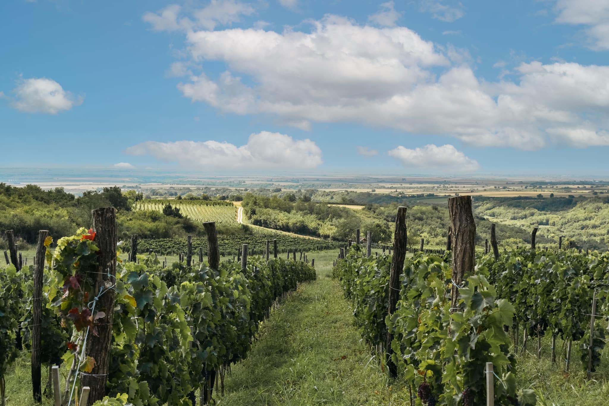 dukay winery szerémség vajdaság 