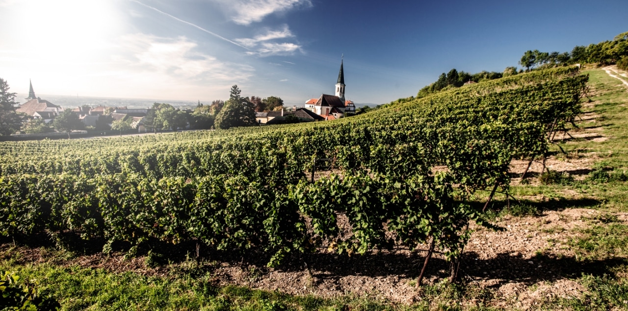 domane wachau grüner veltliner federspiel