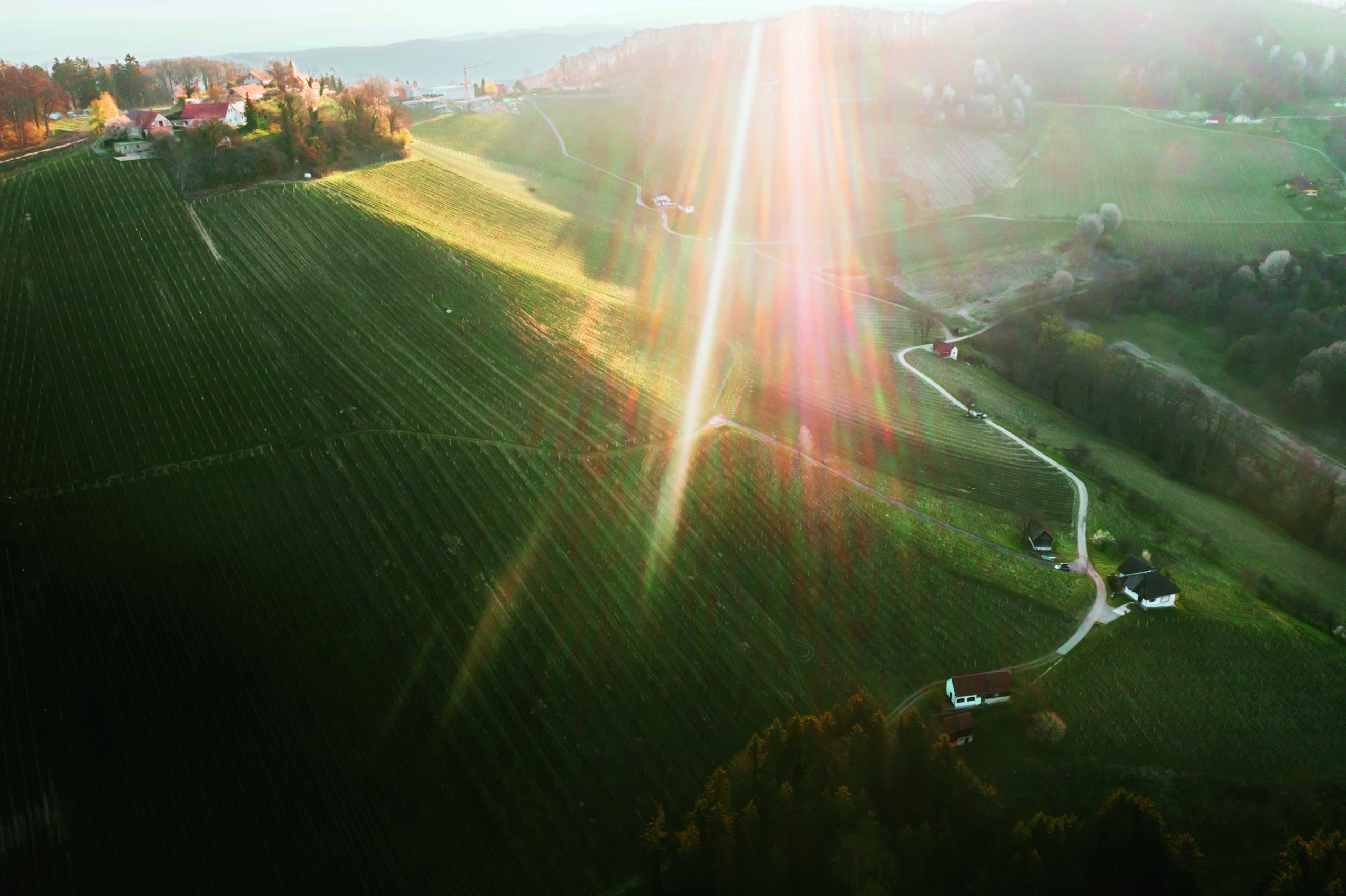 austrian wines osztrák bor ausztria borai steiermark stájerország sauvignon blanc tement skoff sabathi