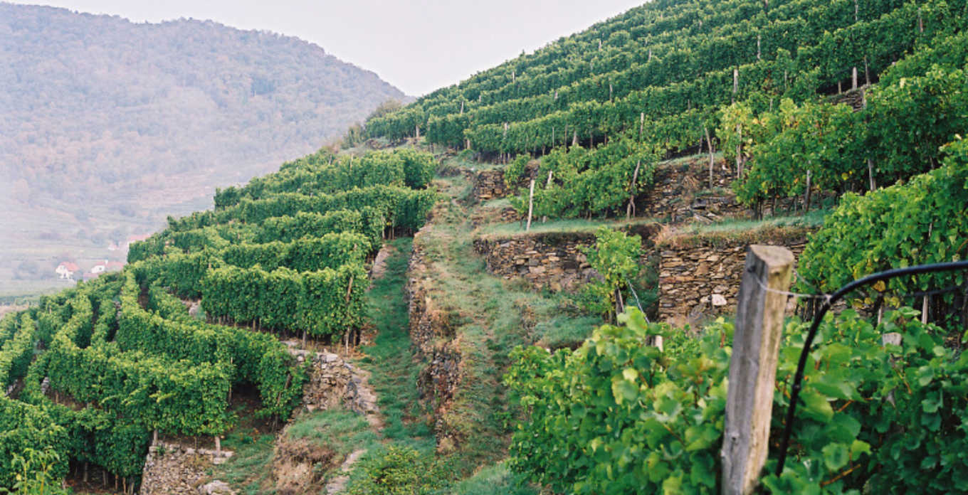 austrian wine osztrák bor ausztria borai wachau hirtzberger franz grüner veltliner riesling zöldveltelini rajnai rizling rotes tor