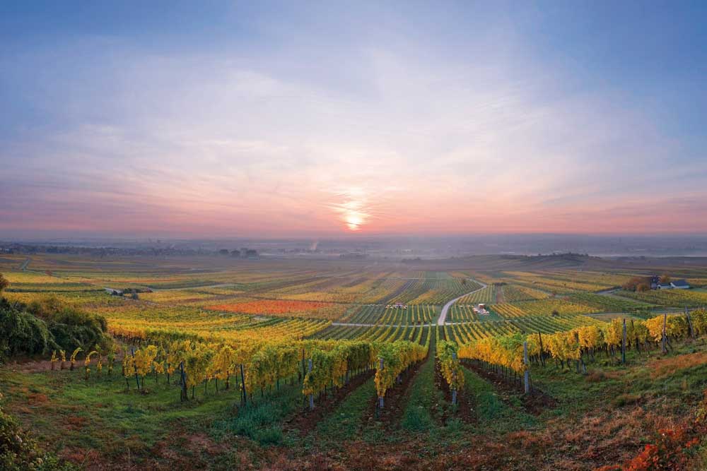 austrian wine osztrák bor ausztria borai thermenregion st laurent zweigelt zierfandelr rotgipfler reinisch