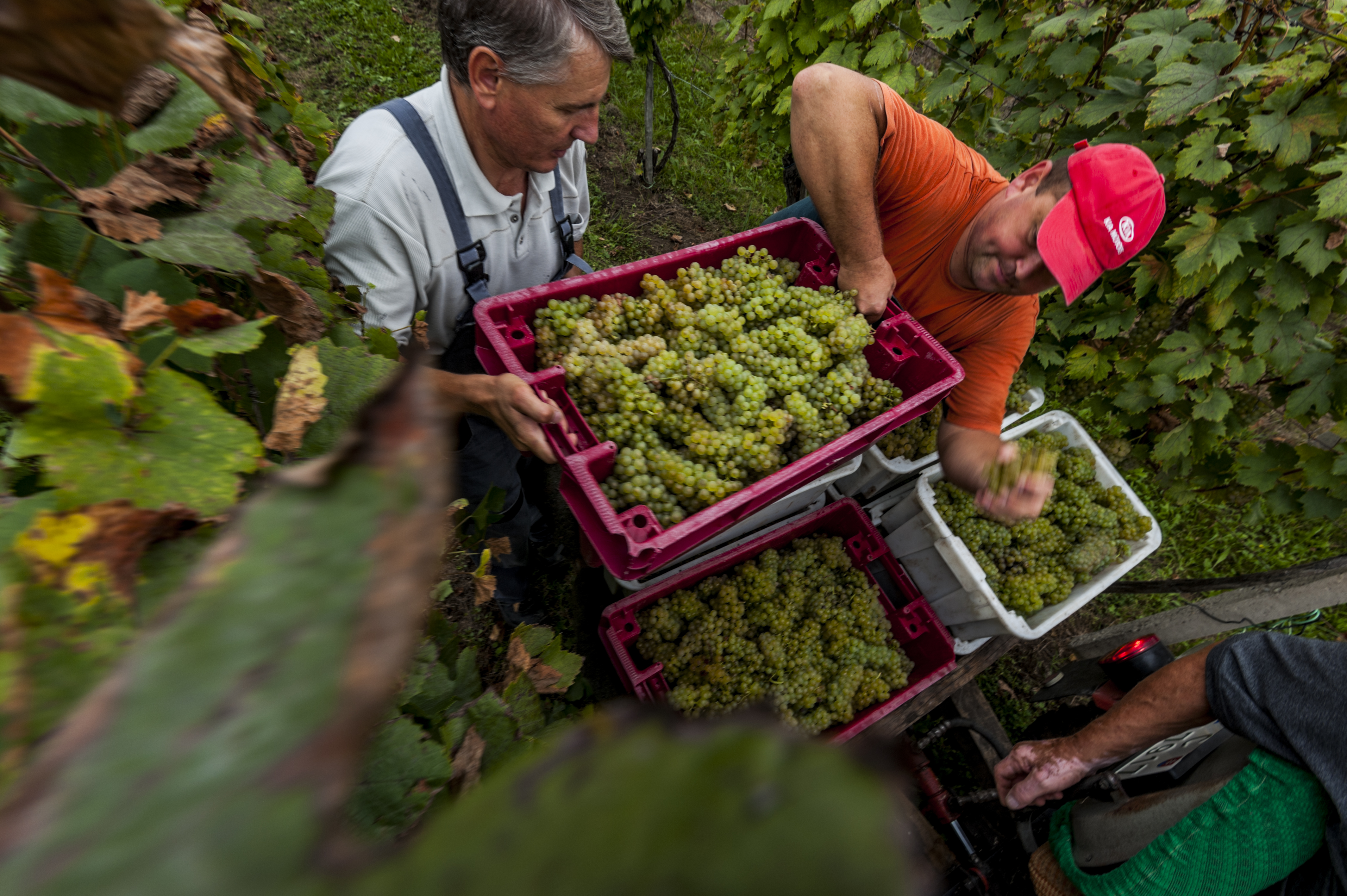 slovakian wine csernus winery közép szlovákia ipolynyék őr hegy