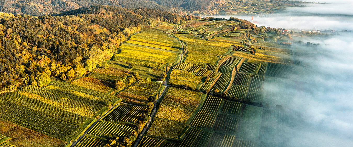 austrian wine traisental alte setzen