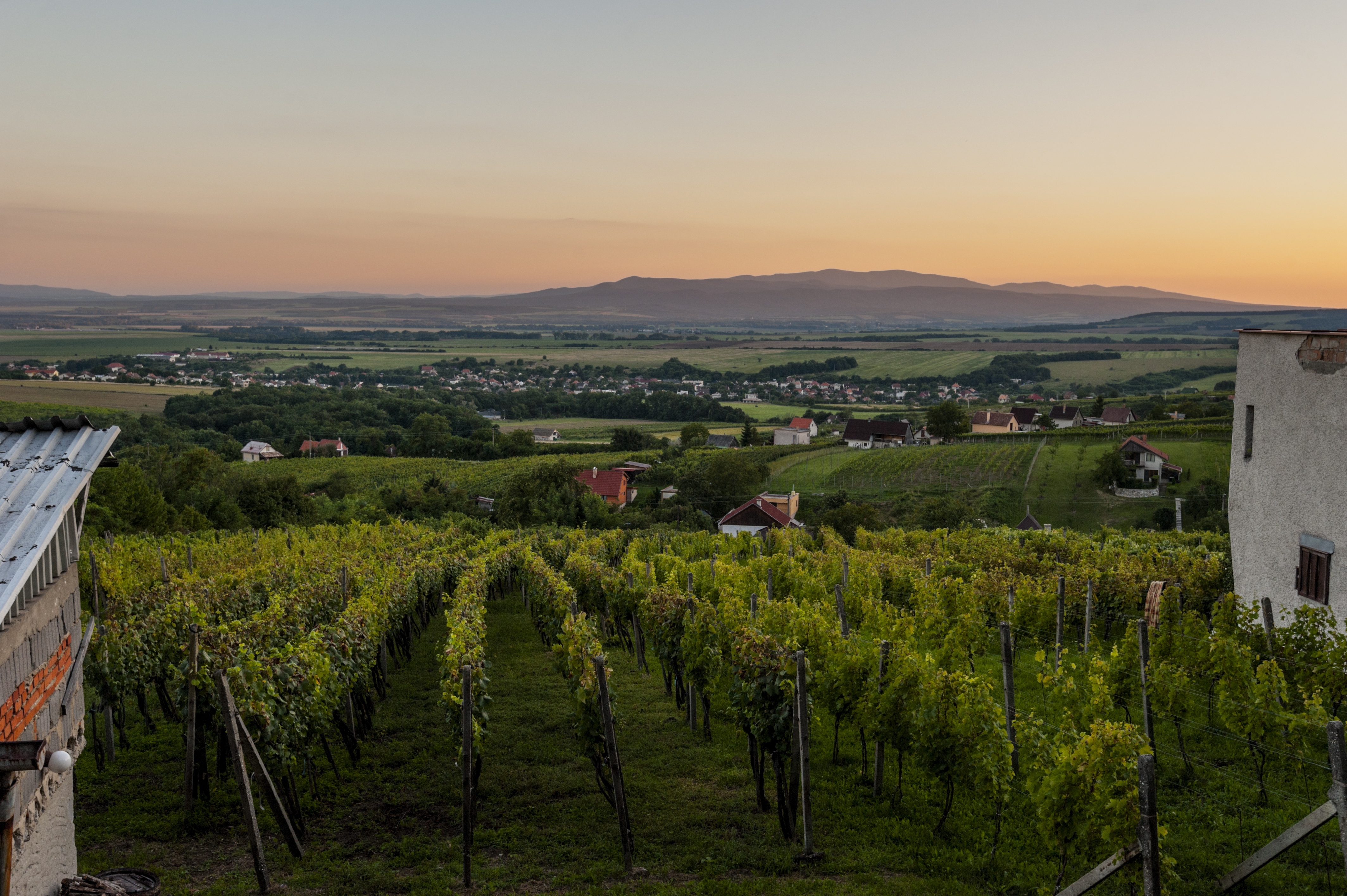 slovakian wine szlovák bor ipolynyék közép szlovákia