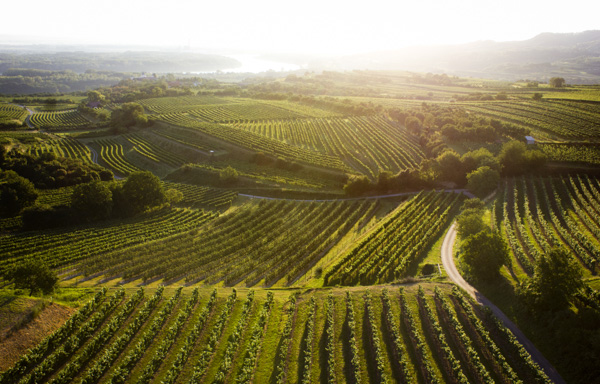 austrian wine ausztria borai osztrák bor kamptal riesling grüner veltliner