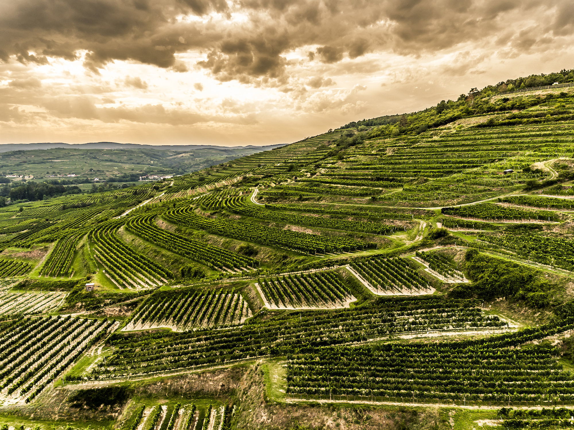 austrian wine osztrák bor ausztria borai kamptal bründlmayer grüner veltliner riesling zöldveltelini lamm