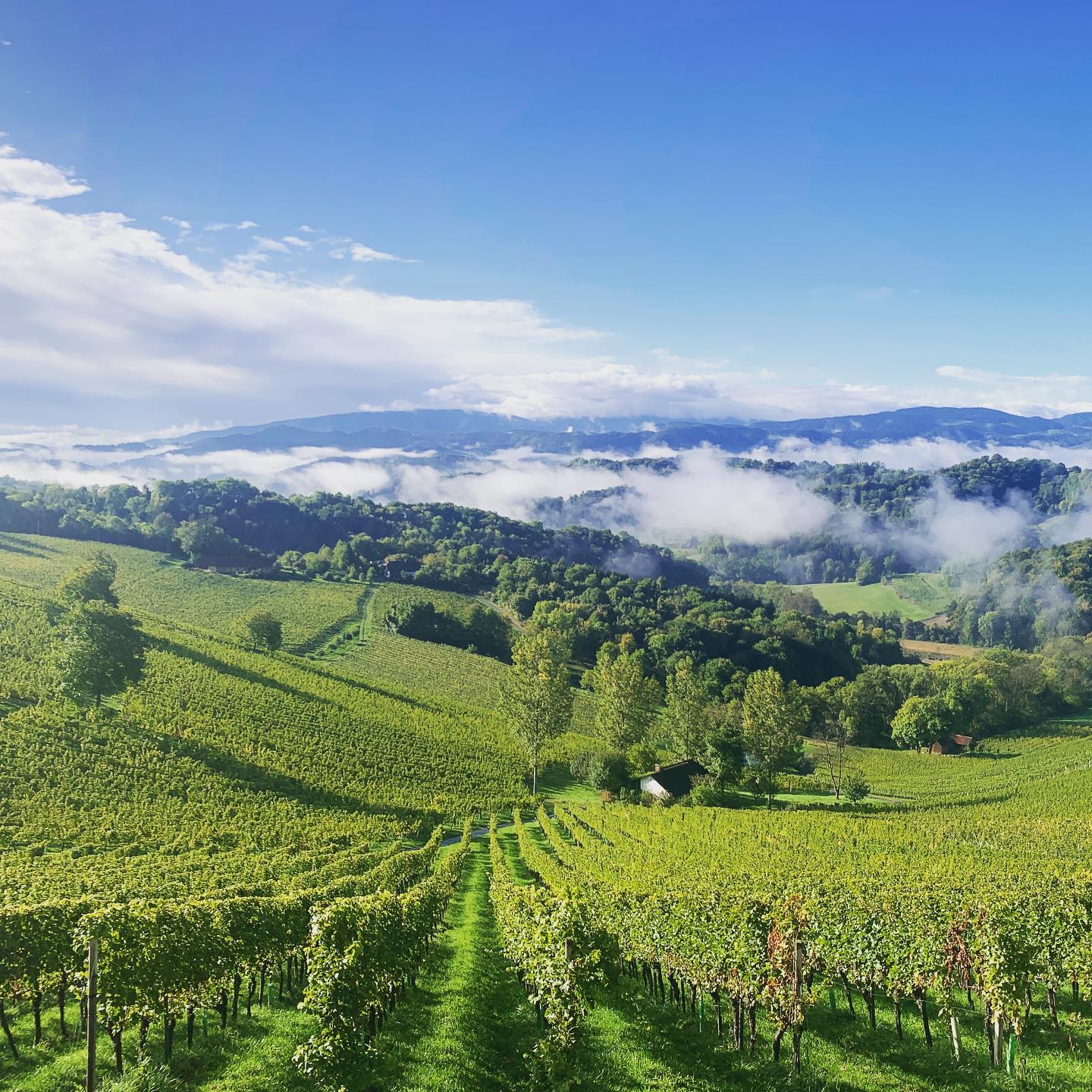 austrian wine osztrák bor ausztria borai steiermark stájerország tement sauvignon blanc